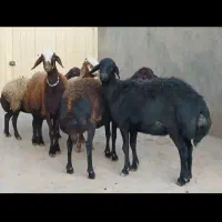 ۵راس میش افشاری درجه یک