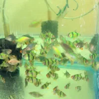 ماهی های صادراتی با بهترین کیفیت و بهترین قیمت