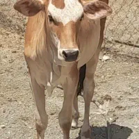 گاو وگوساله هلشتین اصلی