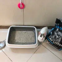 گربه ۶ ماهه