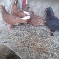 سرخ دمپاک ۵ عدد جوجه بچ هیچ پر
