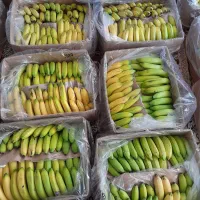 موز اکوادور
