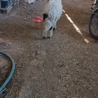 بره