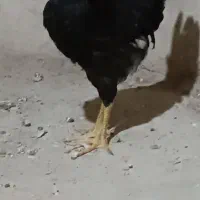 خروس جوان 5ماهه سالم