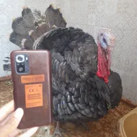 گوشی  بوقلمون