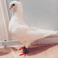 کبوتر