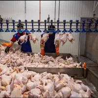 پخش کننده عمده مرغ تازه کشتارروزکرج