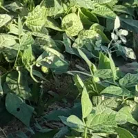 کارگر برای وجین میخوام