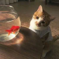 بچه گربه