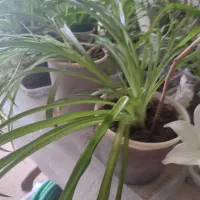 گل و گیاه|گل و گیاه طبیعی|قوچان, |دیوار