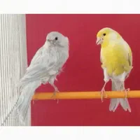 جفت قناری زیبا با رنگ خاص نقره ای و زیتون نقره ای