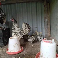 جوجه سبرایت اصل