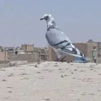 ابلغ سبز پرو دم کوتا