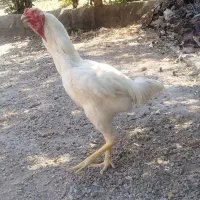 مرغ و خروس