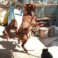 ۸ عدد بز پاکستانی نر و ماده