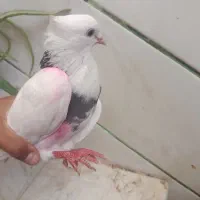کفتر