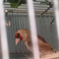 سهره ماده دارابی آماده راه براه