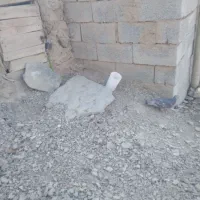 کبوتر مشکی