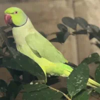 طوطی