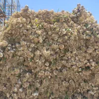 سیر سفید همدان