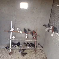 جوجه پرشی به شرط