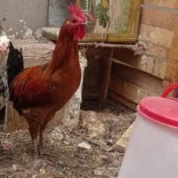 خروس گلین جوان