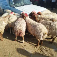 شیشک‌‌و‌انواع‌دام.کشتاری