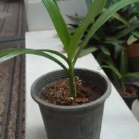 فروش گل سوسن