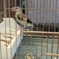 جوجه سهره نر