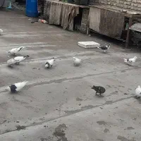 کفتر|پرنده|تالش, هشتپر|دیوار