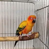 طوطی خورشیدی سان(پشت زرد)