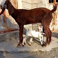 تالی پاکستانی دوقلوزا