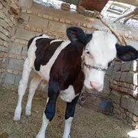 گاو|حیوانات مزرعه|زابل, |دیوار