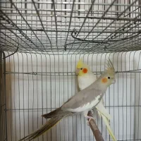 عروس هلندی