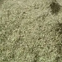 پونه کنارچشمه