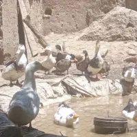35عدد اردک نر و ماده به فروش میرسد