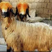 مژده به  شما ۱۵میش درجه یک و یک قوچ