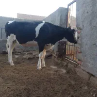 یک راس گوساله ماده اصیل