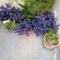گلهای آپارتمانی و ایوان معاوضه
