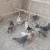 کبوتر پرشی