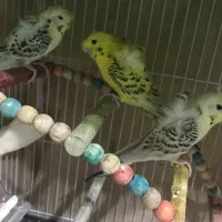 مرغ عشق پروانه ای کلیربادی