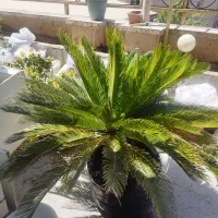 تعدادی درختچه حیاطی به فروشی