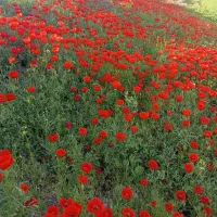 زمین-فروشی-شهرک-ایثارگران-نوده-خاندوز