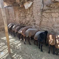 بره|حیوانات مزرعه|کوهدشت, |دیوار