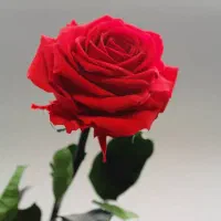 پوستر تبلیغاتی