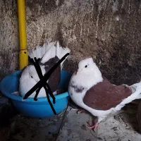 کبوتر دوکت