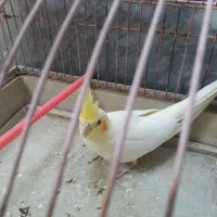عروس هلندی