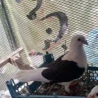 دوکت سیاه ماده  پلاکی