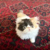 گربه پرشین سوپر فلت کالیکو