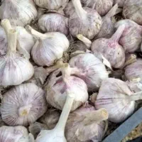 سیرقرمز برای بذر